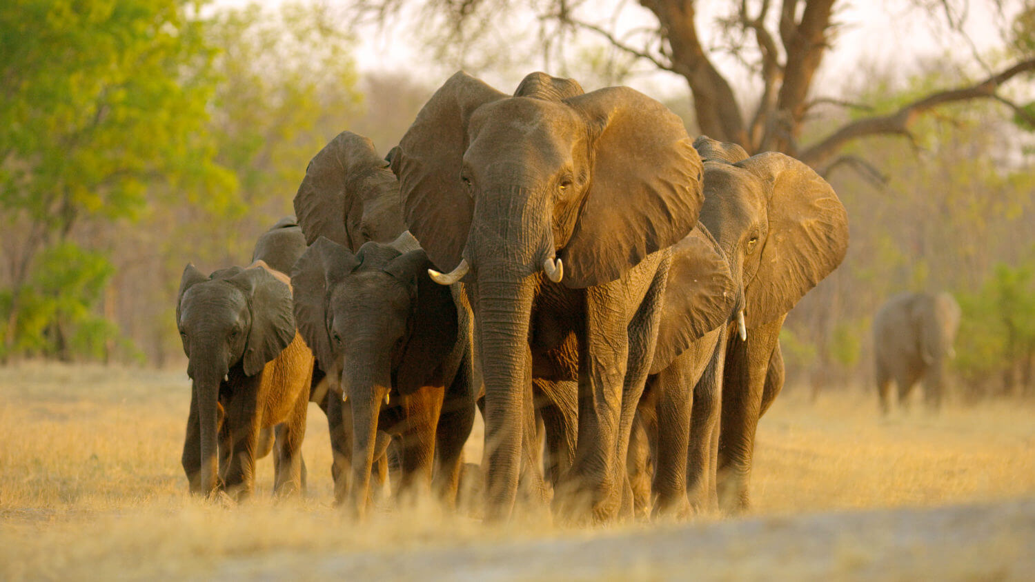 ‘Elephant’ is a Worthy Addition to the Disneynature Collection – Review